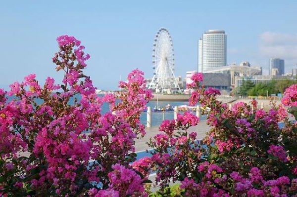 优配送 山东青岛盛夏繁花恣意绽放 海景相衬美不胜收