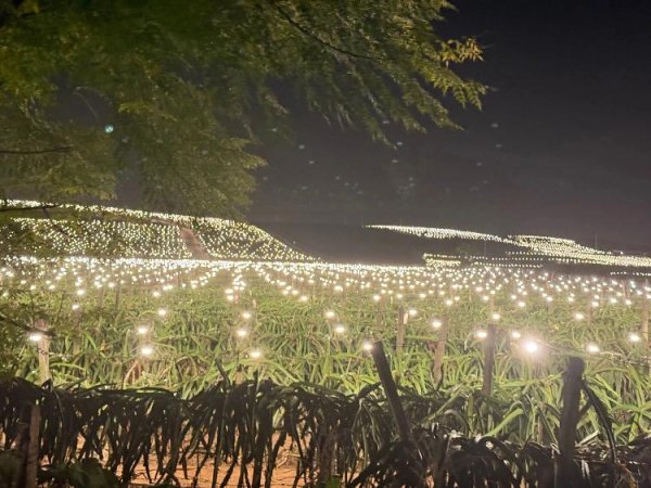 聚宝盆配资 大晚上的，为什么不让火龙果睡觉？