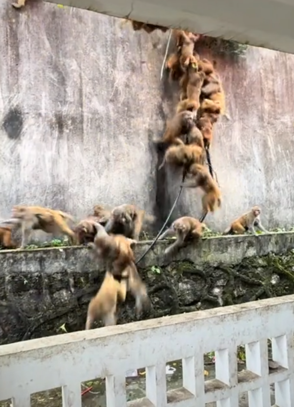 牛津配资 贵阳黔灵山下起“猴子雨”？当地称属猴群正常活动，曾发猕猴分流公告：数量远超承载力